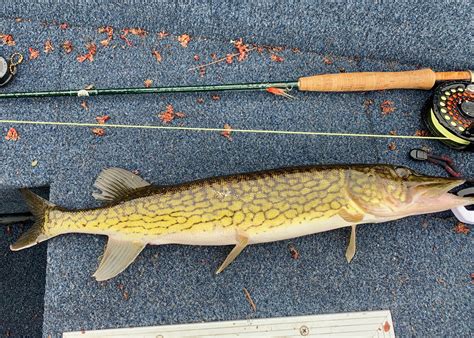 Pickerel .